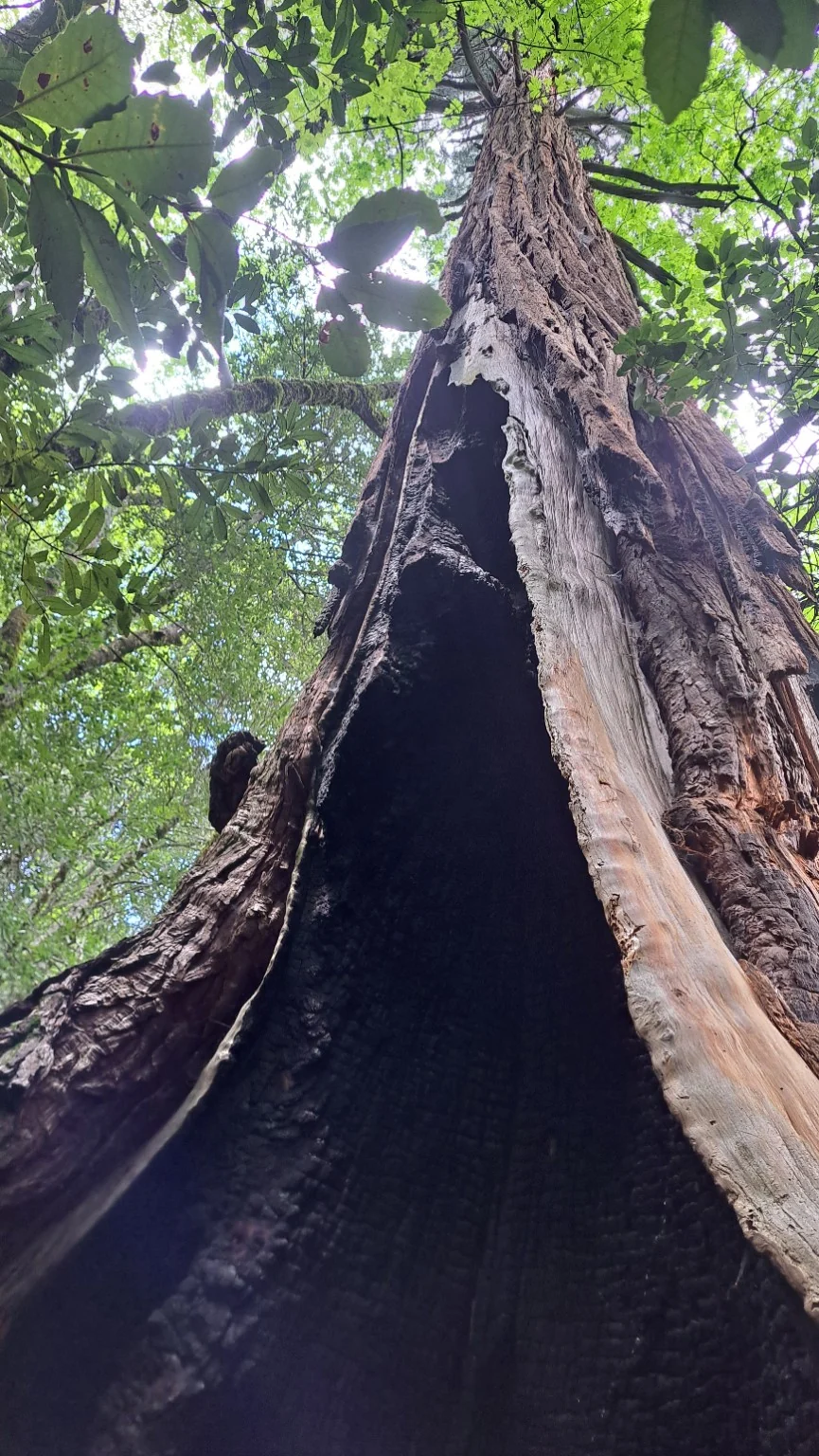 Looking up the burned hollow interior of a standing tree.