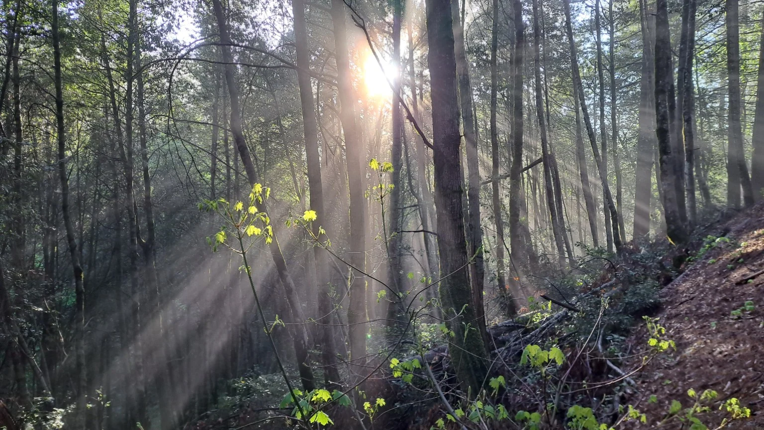 Sunbeams shining through a dense forest stand.