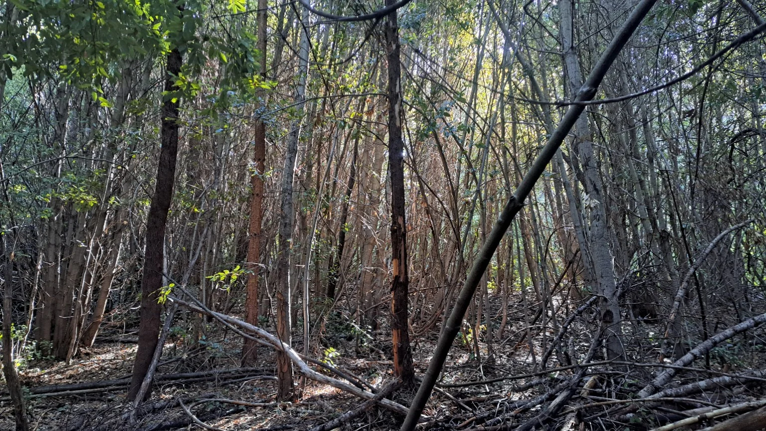 Dense tangled brush and thin tree trunks in a forest plot.